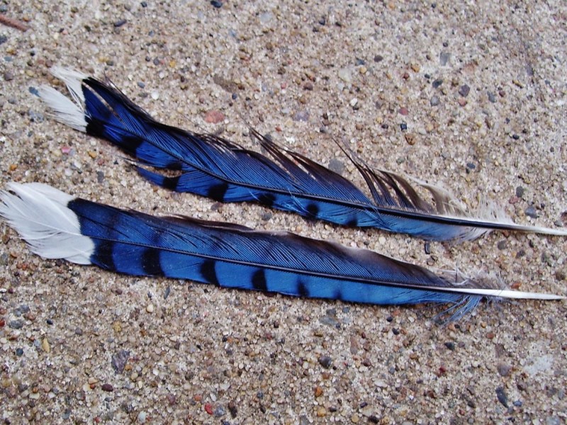 Daily Dose of Poetry – Today’s Poem: Blue&nbsp;Wings