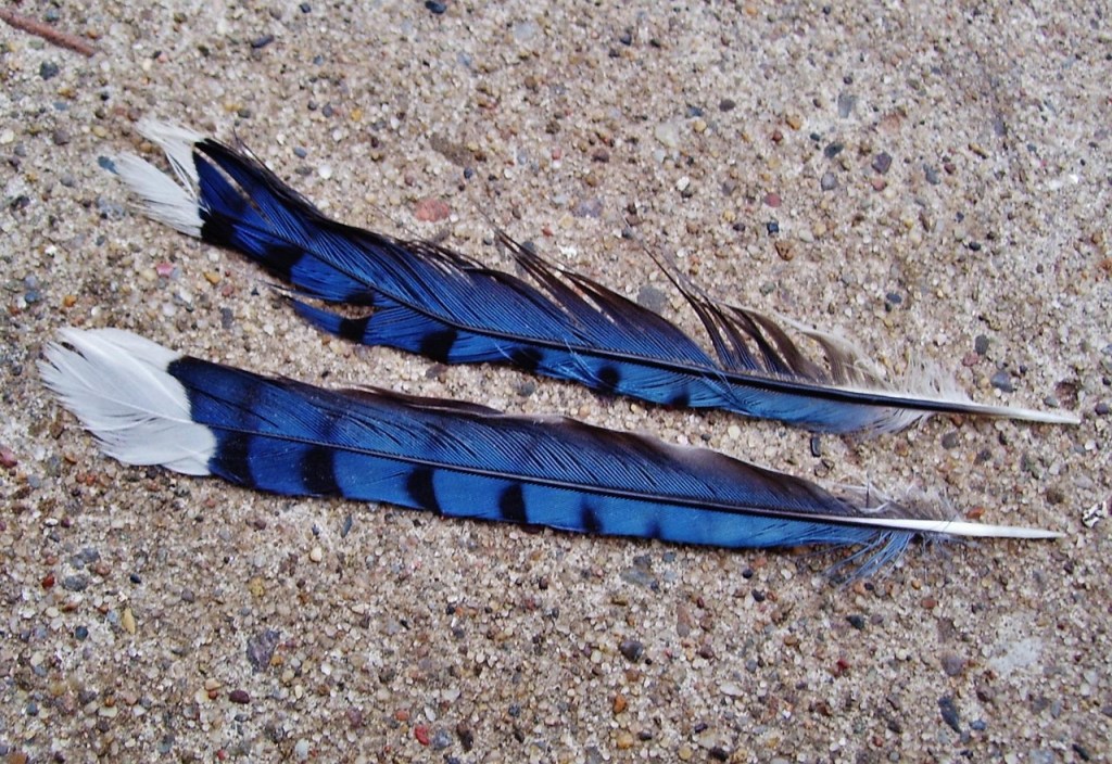 Daily Dose of Poetry – Today’s Poem: Blue&nbsp;Wings