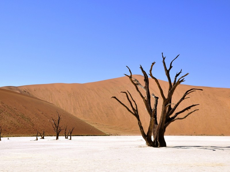 Daily Dose of #Poetry – Today’s Poem: Desert Madness 