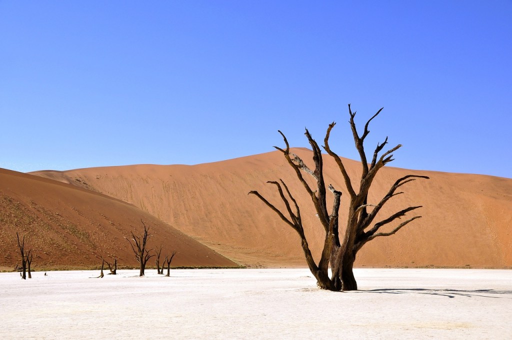 Daily Dose of #Poetry – Today’s Poem: Desert Madness 
